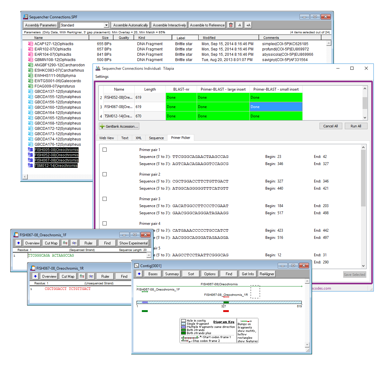Primer BLAST DNA Sequencing Software Sequencher From Gene Codes Corporation